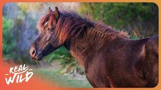 Australia's Wild Horse Hunt: The Controversial Annual Brumby Run