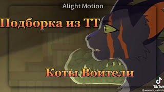 Подборка из Тик Тока коты воители #5