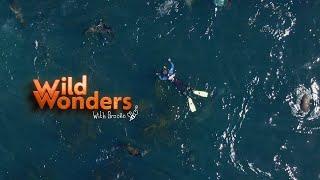 Brooke Carter Swims With Seals | Wild Wonders with Brooke Clip | EarthX