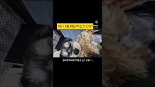 연기 그만해라!!!         #연기하는강아지#몰키즈