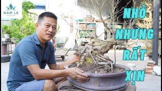 Chỉnh sửa một cốt sanh size mini ôm đá | NamLe Bonsai