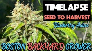 Timelapse Autoflower Cannabis Outdoor Grow Seed To Harvest - Blueberry Autos