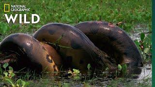 Anaconda Devours Huge Meal | Monster Snakes