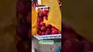 packaging & export of Iranian nectarines| import & export nectarines