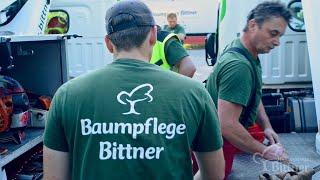 Baumpflege in Berlin - Totholz entfernen und entsorgen - Baumpflege Bittner GmbH