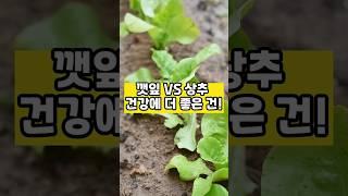 깻잎 VS 상추 건강에 더 좋은건 #내몸건강 #건강 #건강정보 #health