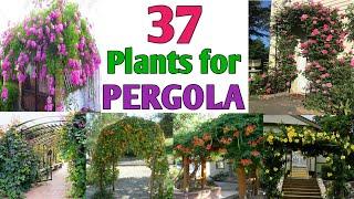 37 Best Pergola Plants | Plants for Pergolas, Arbors, Arches & Trellises | Plant and Planting