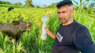 Pigs Attack on Our Fields