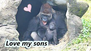 Sweet moments between gorilla daddy D'jeeco and two sons / 大猩猩迪亞哥跟兩個兒子的甜蜜時刻