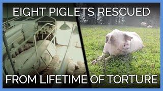 Eight Pigs Rescued After Lifetime of Torture | PETA Animal Rescues