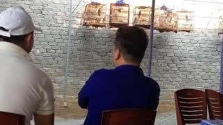 Chào mào đất Quảng Nam _Phương Fly
