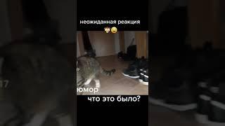 #юмор #приколы неожиданная реакция,  что это было?