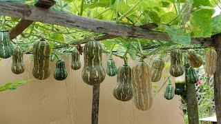 Unique idea, Recycle tires to grow pumpkins with high yield, super sweet at home