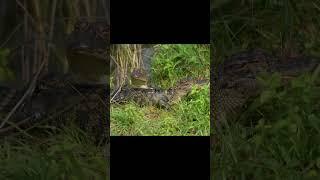 One little Two little Three little gators