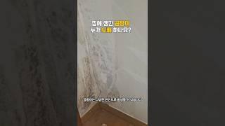 벽에 생긴 곰팡이 누가 도배하나요? #결로 #곰팡이