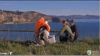 Royal Albatross ~ Rangers Weigh The Chicks! TF Is Feisty!   8.6.24