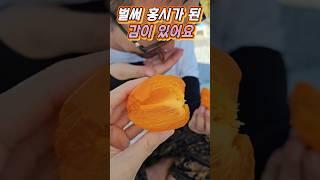 나무에서 그대로 홍시가 된 감은 더 달아요#5도2촌#강화도#감나무