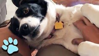 Border Collies Are Awesome! | Funny Dog Compilation | That Pet Life