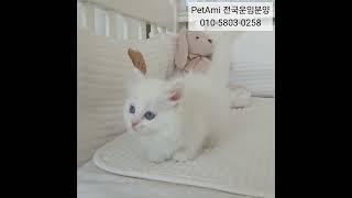 위례고양이분양 먼치킨나플레옹분양  #고양이 #고양이분양 #먼치킨 #먼치킨분양 #먼치킨나플레옹 #먼치킨나플레옹분양