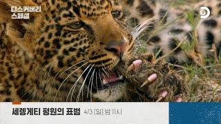 야생 동물의 세계 세렝게티에서 '표범'이 사는 방법 | 4/3(일) 밤 11시 [디스커버리 스페셜:세렝게티의 표범]