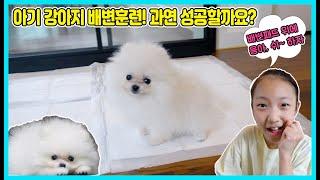 사랑이네 2개월 아기 강아지 배변훈련 성공할까요? 지금 아무곳에 응아하고 쉬를 해서 너무 힘들어요ㅠㅠ 아기 강아지 배변훈련 도전! [사랑아놀자 LOVE&TORY]