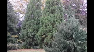 Evergreens  Trees  for shady locations   Cryptomeria Yoshino