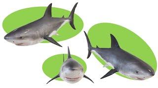 #shark attack Green Screen free download