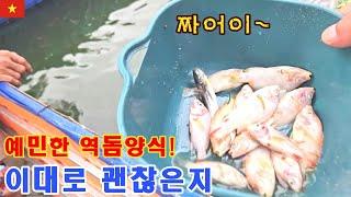 역돔 양식틀에 문제가 생겼습니다! (kiengiangtv)