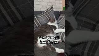 как проходит день моего кота#батон#котик#юмор#шортс#2025 .