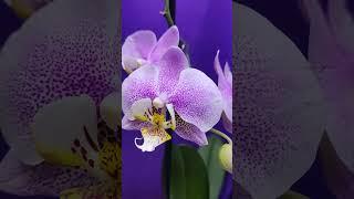 Lovely Orchid Flowers #shorts #flower #orchid