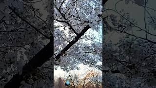Springtime 2023 in Bucharest, Romania | Cișmigiu Gardens