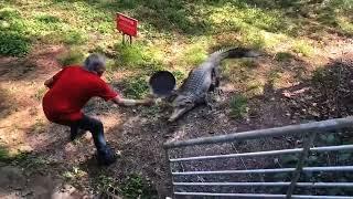 Crocodile hit with Frying Pan but it has Donkey Kong Country Sound Effects