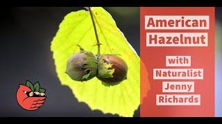 American Hazelnut Trees