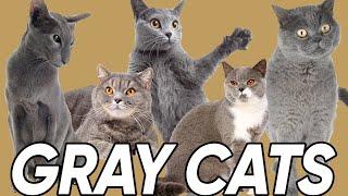 3 Great Facts About Gray Cats!