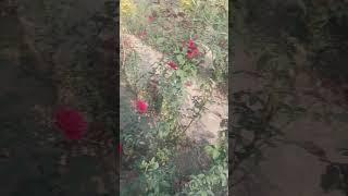 Godkhali Flower Garden#godkhaliflowergarden #flower #flowergarden #jashorevlg #jessore #bdshortvideo