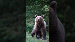 Animal Bytes Series | The Multi_plex