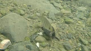 20200901 - 六帶鰺(Caranx sexfasciatus)跟隨駝背胡椒鯛(Plectorhinchus gibbosus)