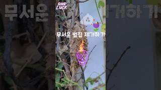 마당에 벌집 제거하기#shorts