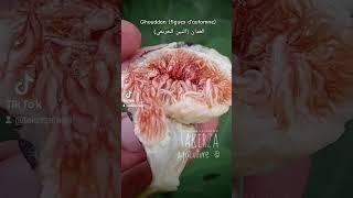 Ghouddan (figues d'automne) الغدّان التين الخريفي