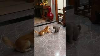 When you have both a cat and a dog #catlovers #doglover #funnydogs #funnycat #petslover