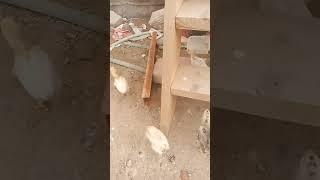 #طبيععة-البستان