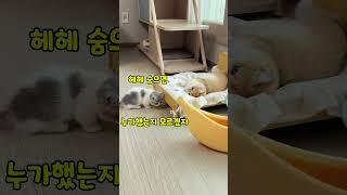 아기고양이 몽당이의 완벽 범죄