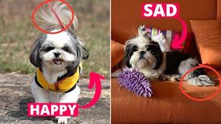 Understanding your Shih Tzu's Body Language