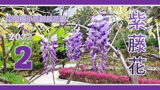 紫藤花 2022｜屯門楊小坑錦簇花園 ②