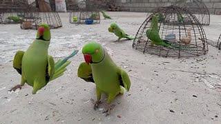 Green Parrots Gallery   |