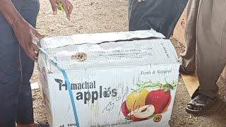 Shimla apple live sale Apple Rate In Hyderabad #shimlaapple