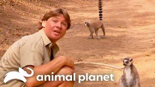 Steve Attracts Wildlife Attention Wherever He Goes! | The Crocodile Hunter | Animal Planet