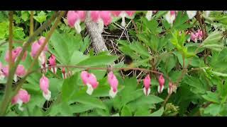 숲에서한나절-뒷산산책 #봄숲 #산책 #뒷산 #보리수꽃 #금낭화 #연두빛 #자연