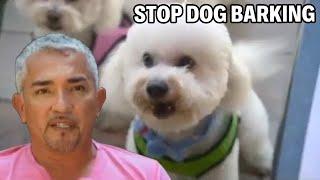 How To Train Bichon Dogs To Be Calm | Cesar 911 Season 1, Ep. 1 - Part 1