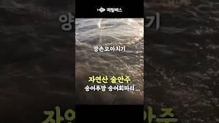 숭어투망 숭어회 파티, 양손모아치기 바다투망, 대숭어, 투망달인, 자린고비 술안주 그물낚시, castnet, pesca, fishing